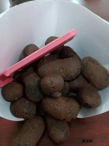 防城港陶粒 工程與家用優選，品質卓越價格實惠